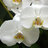 orkide82